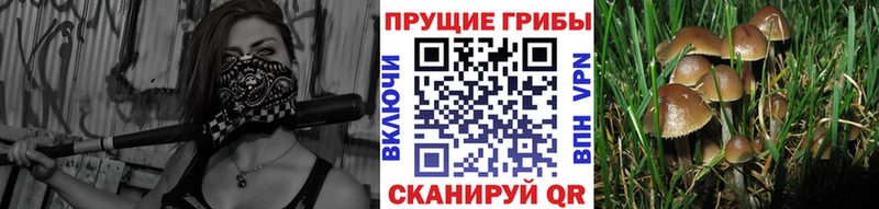 KRAKEN   Наволоки  Псилоцибиновые грибы Cubensis 